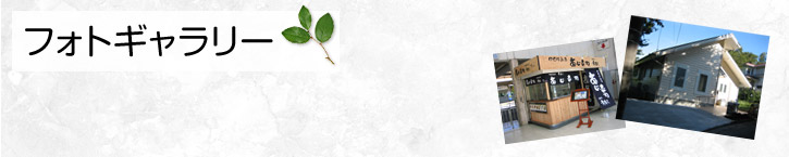 フォトギャラリー