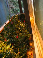 伊豆修善寺にある老舗旅館の坪庭工事が完成しました